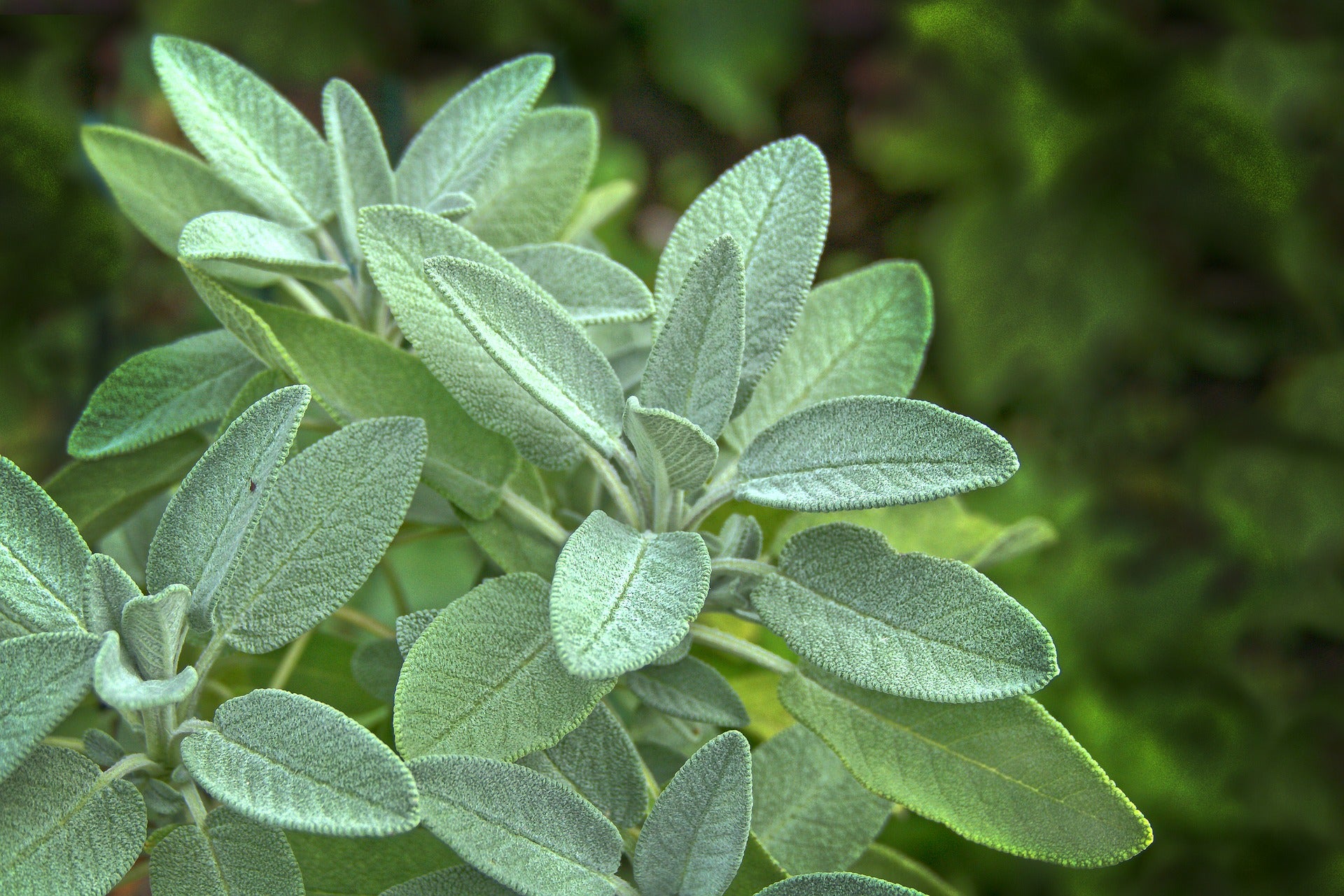 NIB Spotlight Sage Essential Oil - Alise Body Care