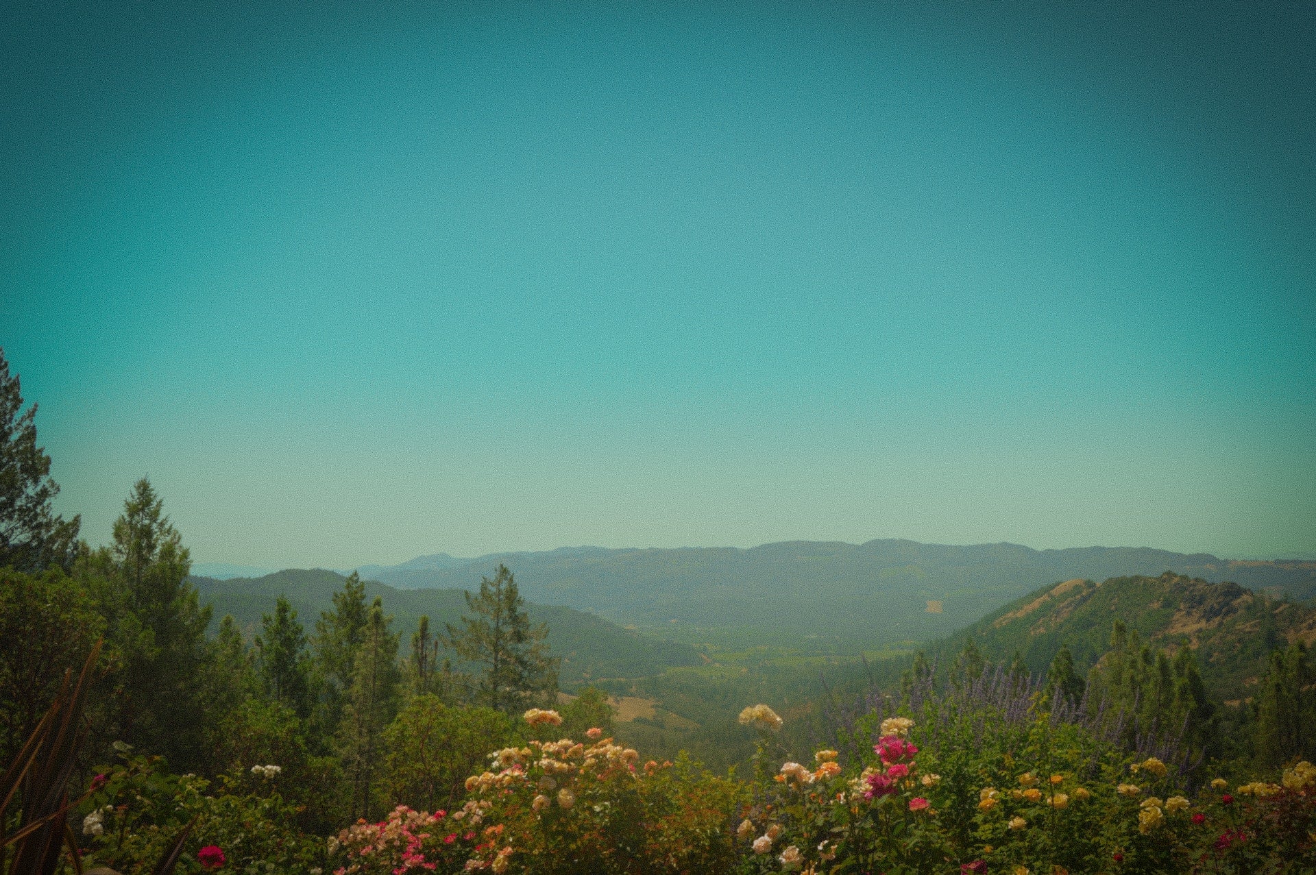 view of mountains and flowers in calistoga california