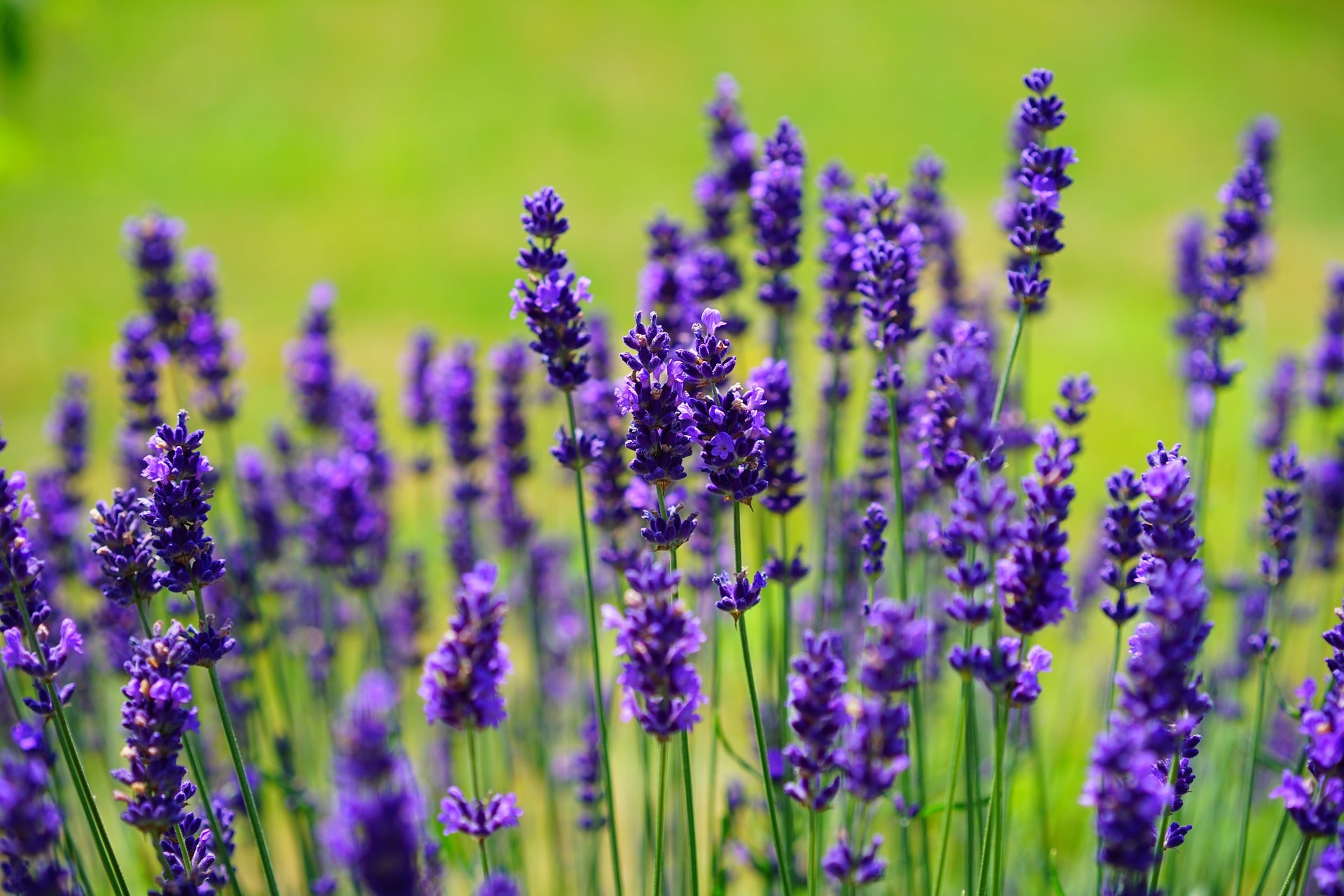 NIB Spotlight Lavender Essential Oil - Alise Body Care